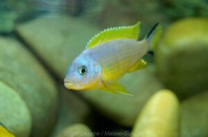 Metriaclima sp. 'daktari' Arten